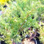 Borievka viržínska (Juniperus virginiana) ´HETZ´ - výška 15-20 cm, ⌀ 50-60 cm, kont. C2L - 2. Trieda/Kvalita B